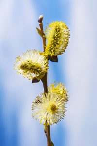 French Pussy Willow Salix Caprea Deciduous Trees Cold Stream Farm