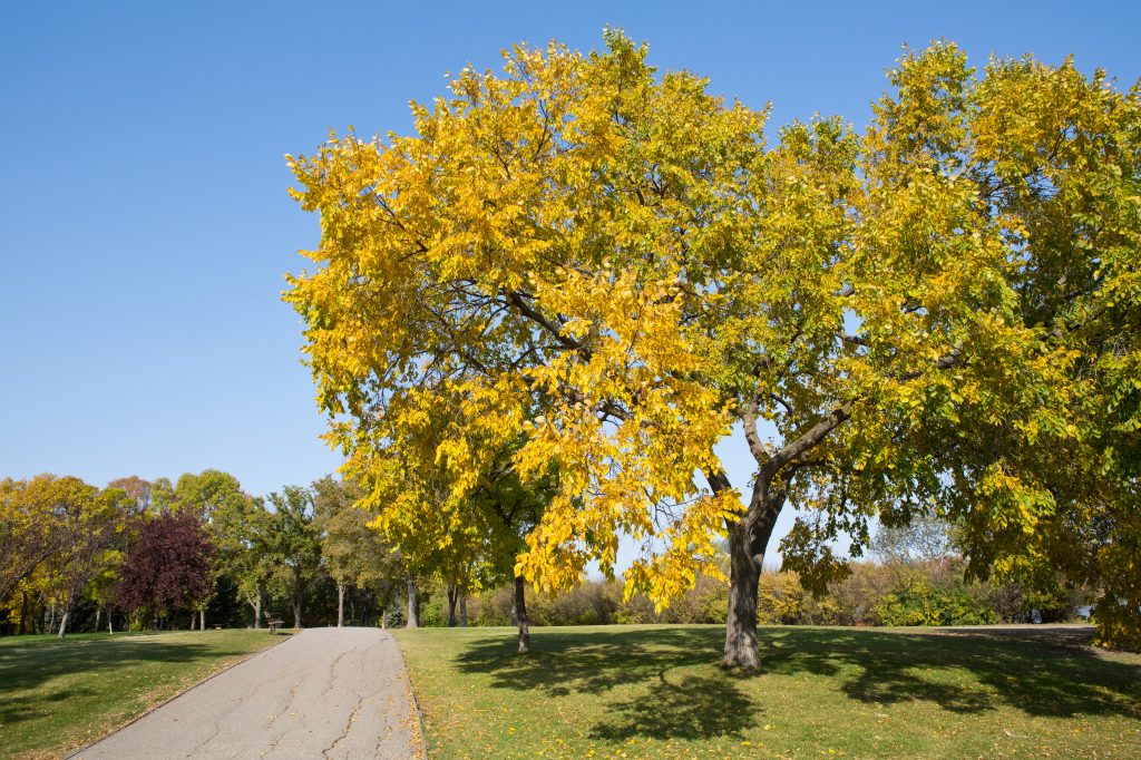 American Elm Ulmus Americana Deciduous Trees Cold Stream Farm