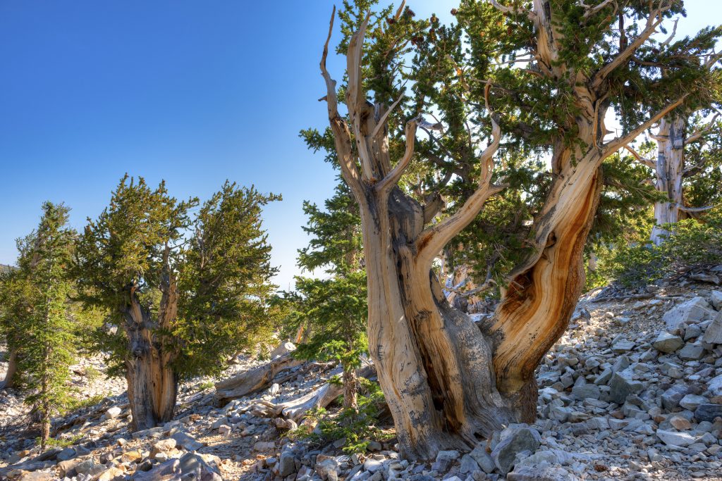 Bristlecone Pine Pinus Aristata Conifers Cold Stream Farm