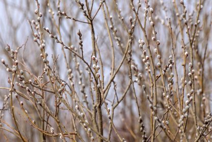 Pussy Willow Salix Discolor Deciduous Trees Cold Stream Farm