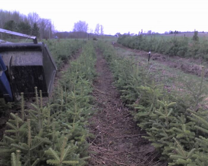 Cold Stream Farm fir trees