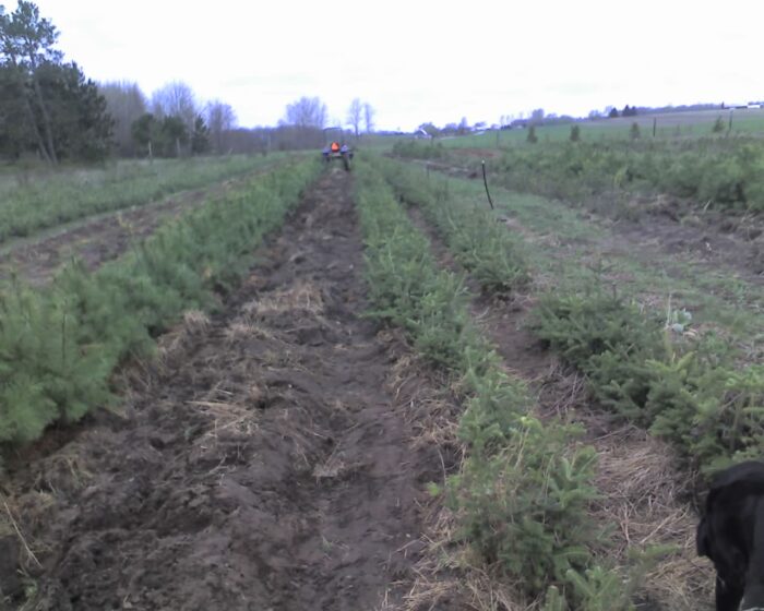 Cold Stream Farm fir tree planting