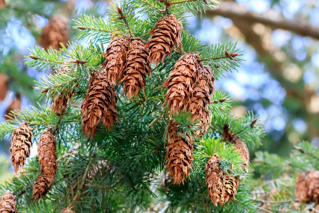 Douglas Fir - Pseudotsuga Menziesii | Conifers | Cold Stream Farm