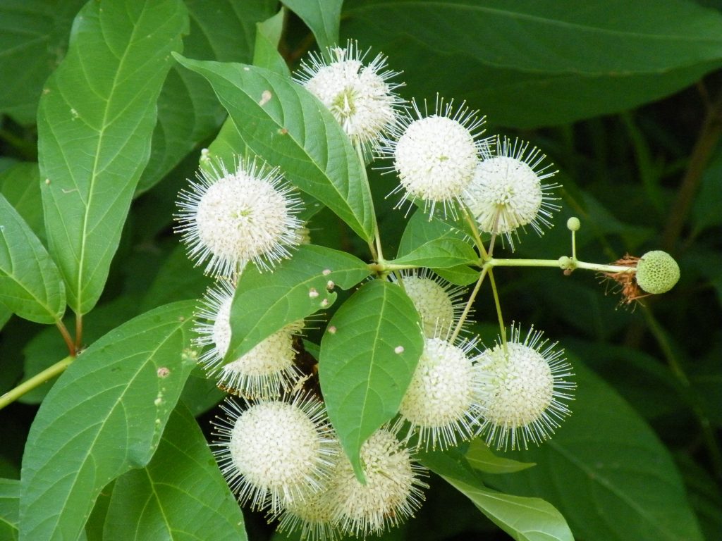 Buttonbush - Cephalanthus Occidentalis 