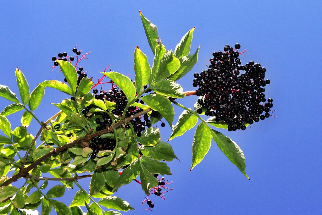 black-elderberry-sambucus-canadensis-deciduous-shrubs-cold-stream