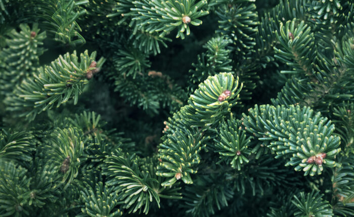 Cold Stream Farm green pine trees