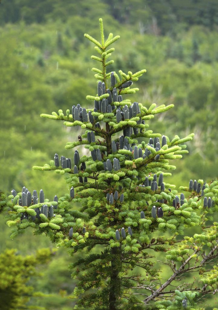 Balsam Fir - Abies Balsamea | Conifers | Cold Stream Farm