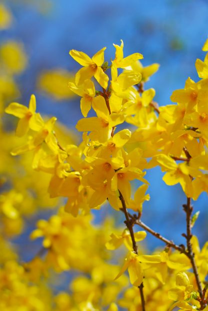 Lynwood Gold Forsythia X Intermedia Shrubs Cold Stream Farm