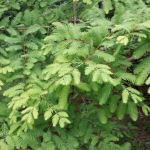 A young dawn redwood tree.