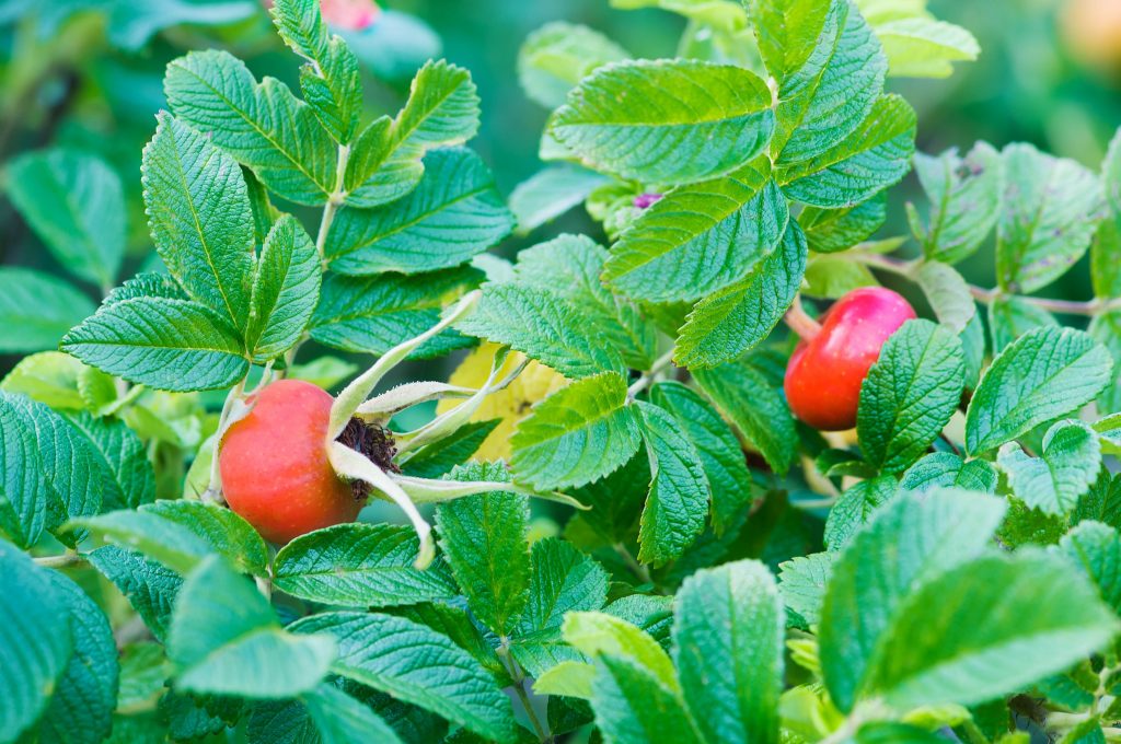 Rosa rugosa фото