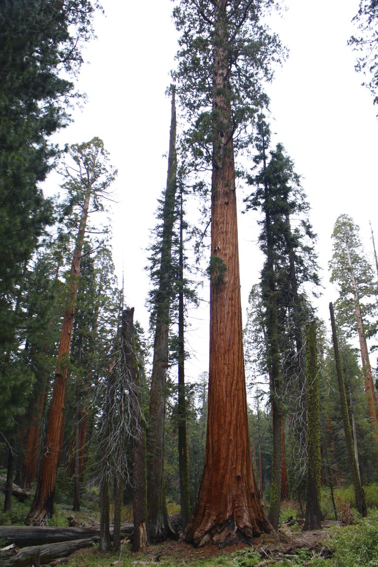 giant-sequoia-sequoiadendron-giganteum-conifers-cold-stream-farm