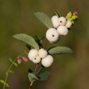 Snowberry (Symphoricarpos albus berries and leaves on branch)