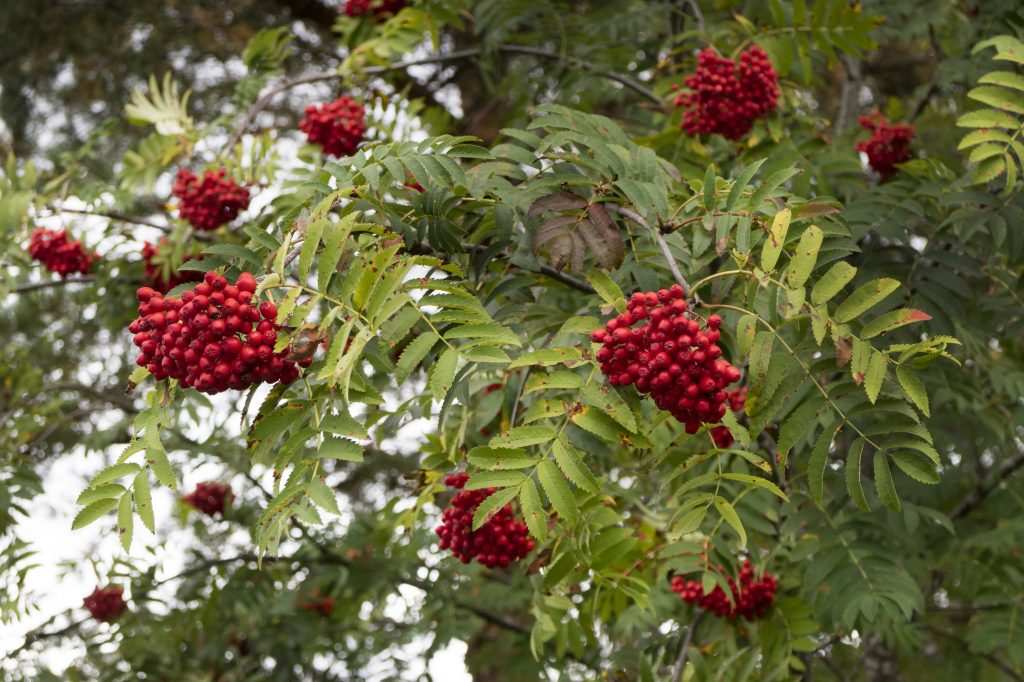 European Mountain Ash Sorbus Aucuparia Decidous Trees Cold Stream   Ash European Mountain Leaves And Berries Istock 614703054 1024x682 