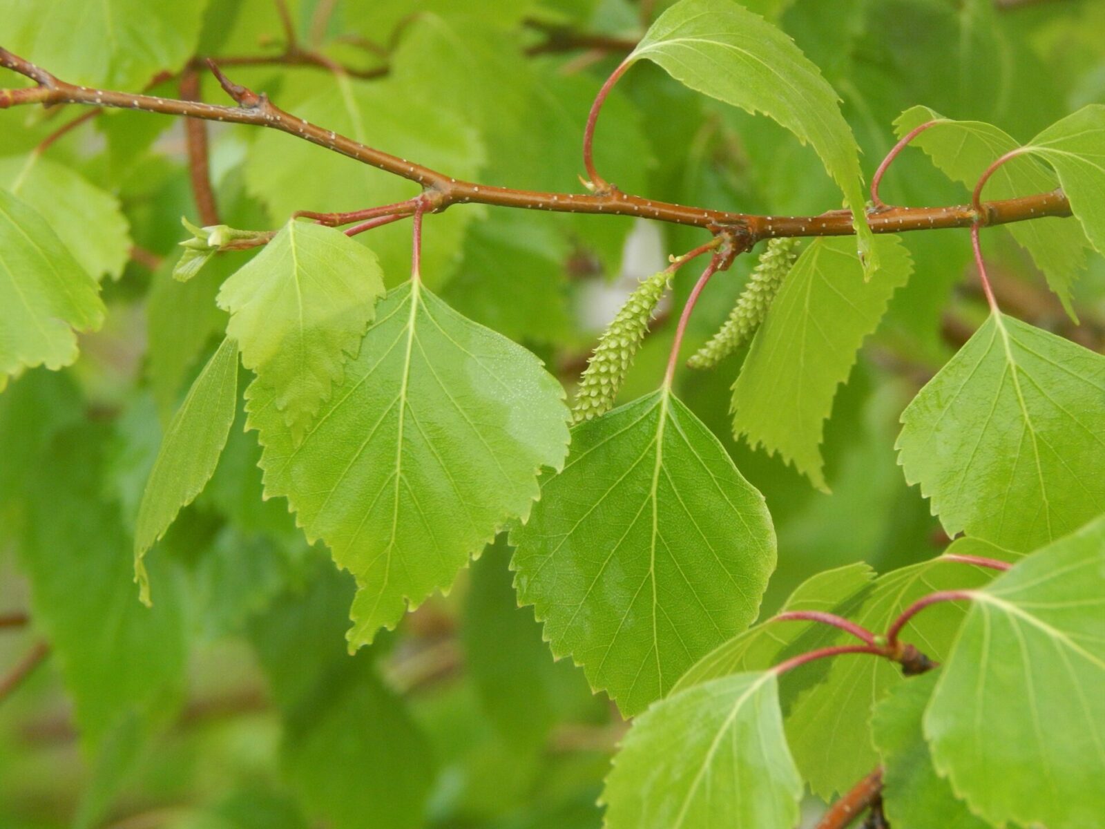 Gray Birch - Betula Populifolia | Deciduous Trees | Cold Stream Farm