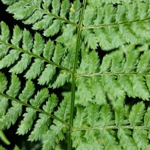 Green marginal wood fern Cold Stream Farm