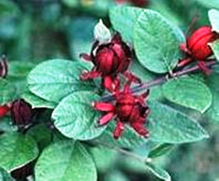 Cold Stream Farm sweetshrub flowers and leaves