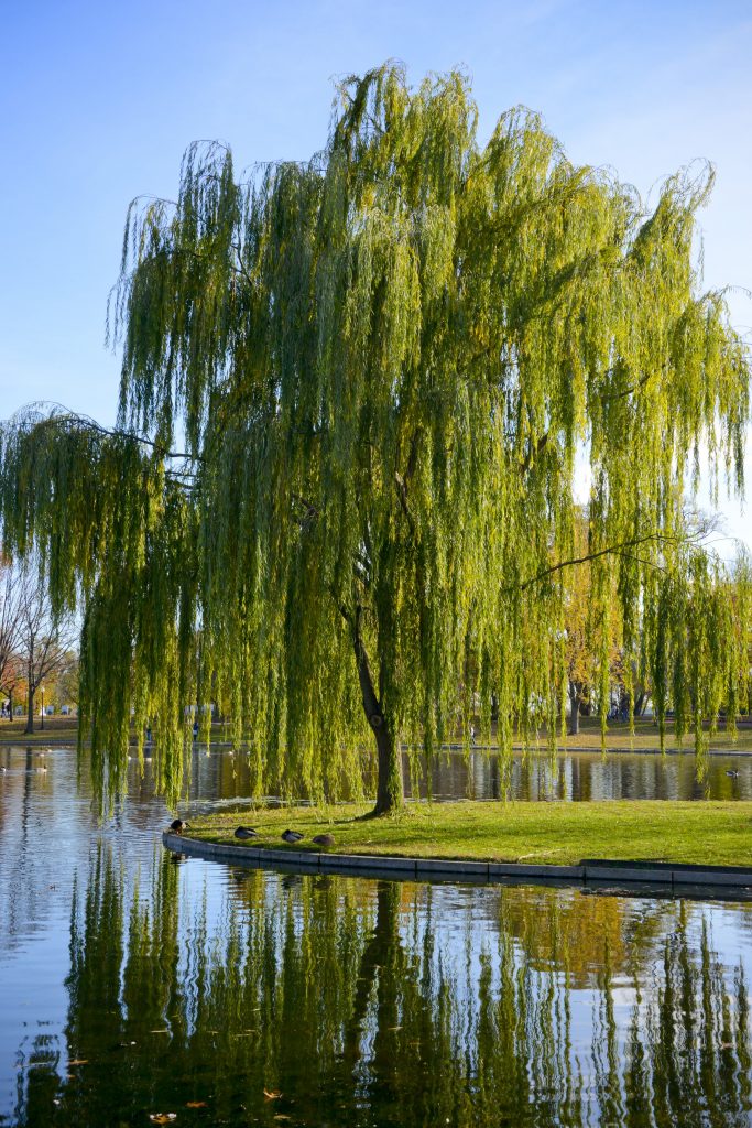 weeping-willow-salix-babylonica-deciduous-trees-cold-stream-farm