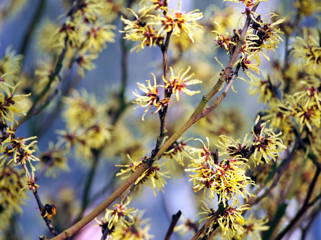 Witch-Hazel - Hamamelis Virginiana | Shrubs | Cold Stream Farm