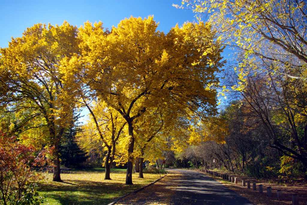 american-elm-ulmus-americana-deciduous-trees-cold-stream-farm