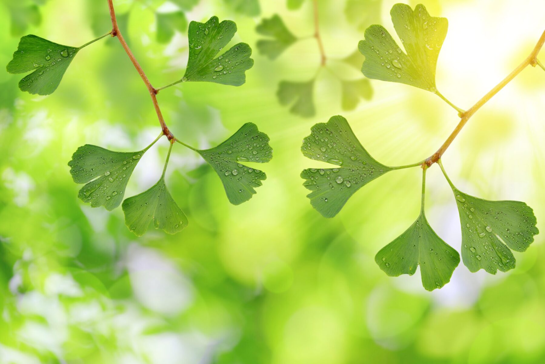 Ginkgo Ginkgo Biloba Deciduous Trees Cold Stream Farm