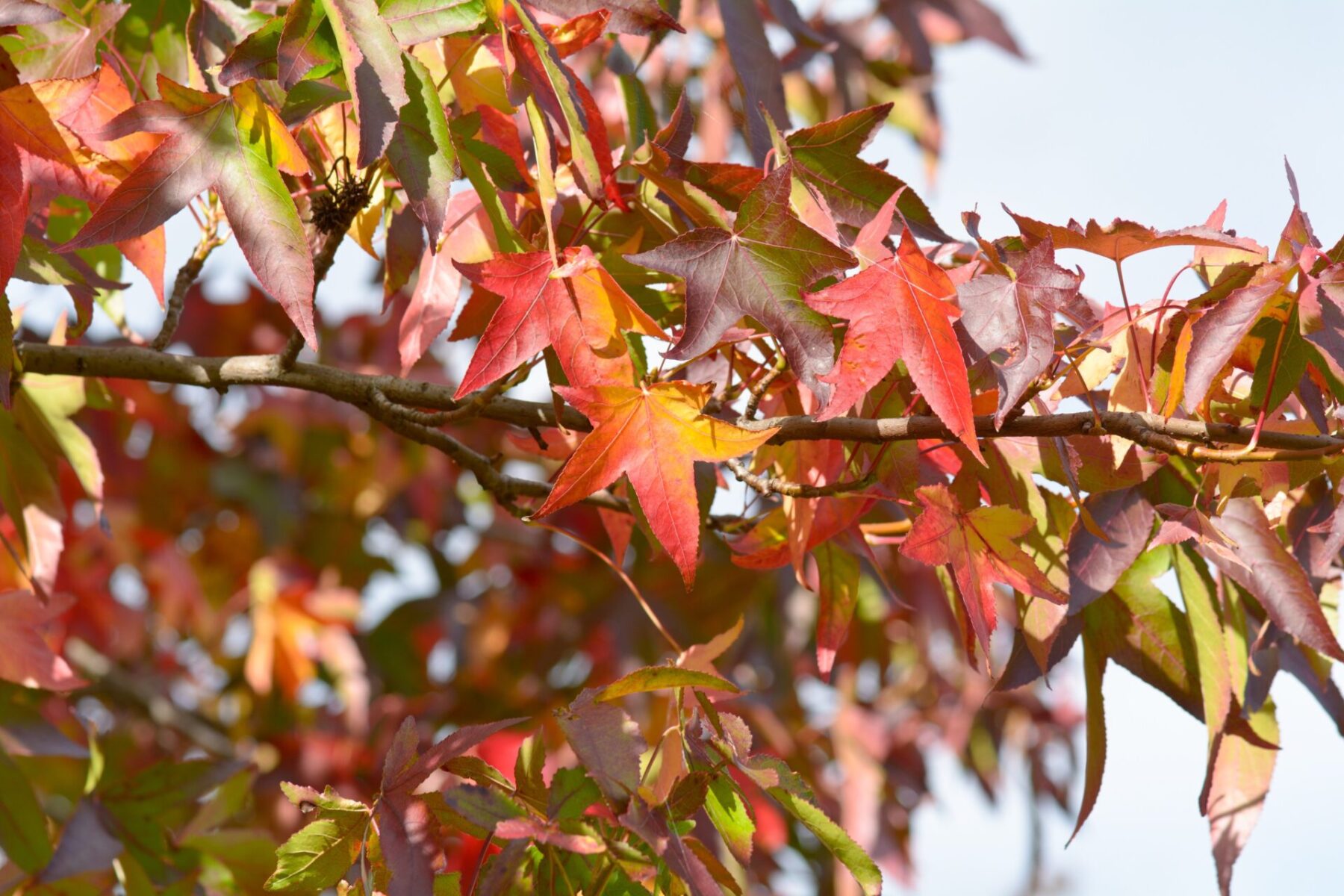 Sweet Gum Liquidambar Styraciflua Deciduous Trees Cold Stream Farm