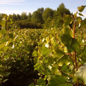 Hybrid Poplar