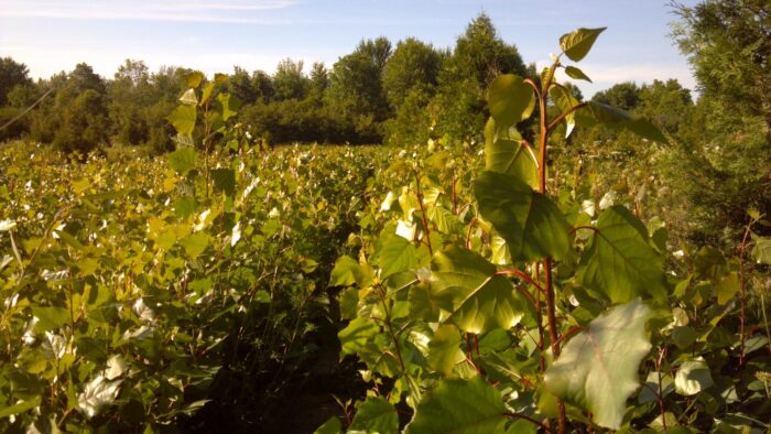 Growing Hybrid Poplars