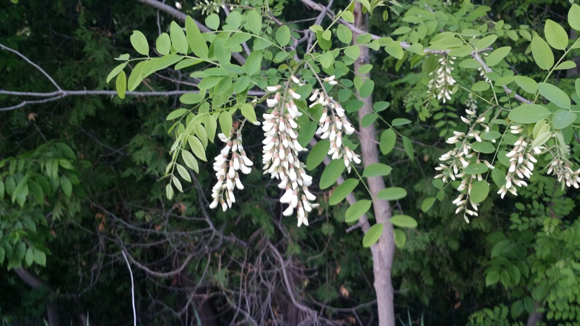 Black Locust Robinia Pseudoacacia Deciduous Trees Cold Stream Farm