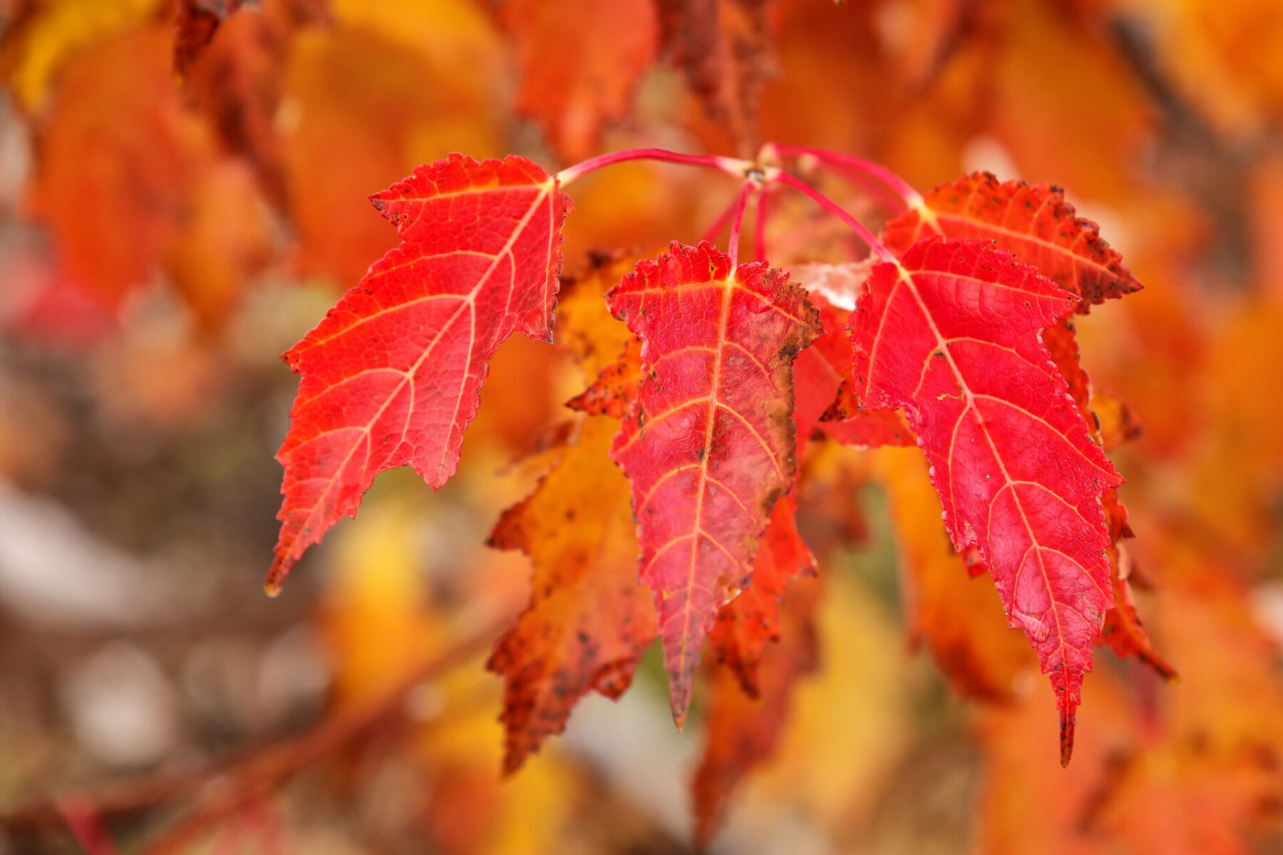 Amur Maple Acer Ginnala Deciduous Trees Cold Stream Farm