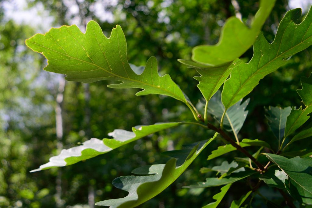 Bur Oak Quercus Macrocarpa Deciduous Trees Cold Stream farm