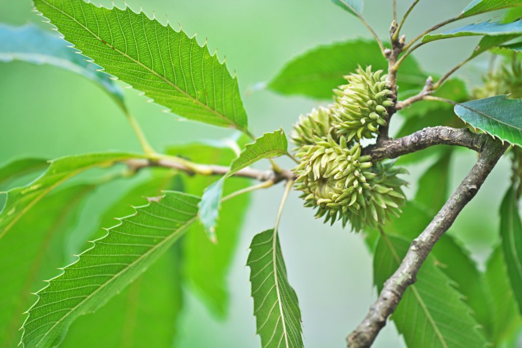 sawtooth-oak-quercus-acutissima-deciduous-trees-cold-stream-farm