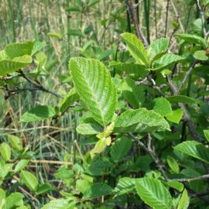 Alder Shrubs