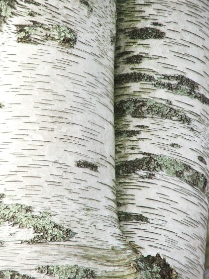 Paper Birch - Betula Papyrifera | Deciduous Trees | Cold Stream Farm