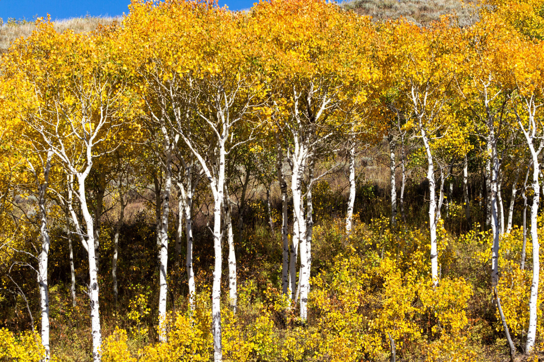 Paper Birch Betula Papyrifera Deciduous Trees Cold Stream Farm