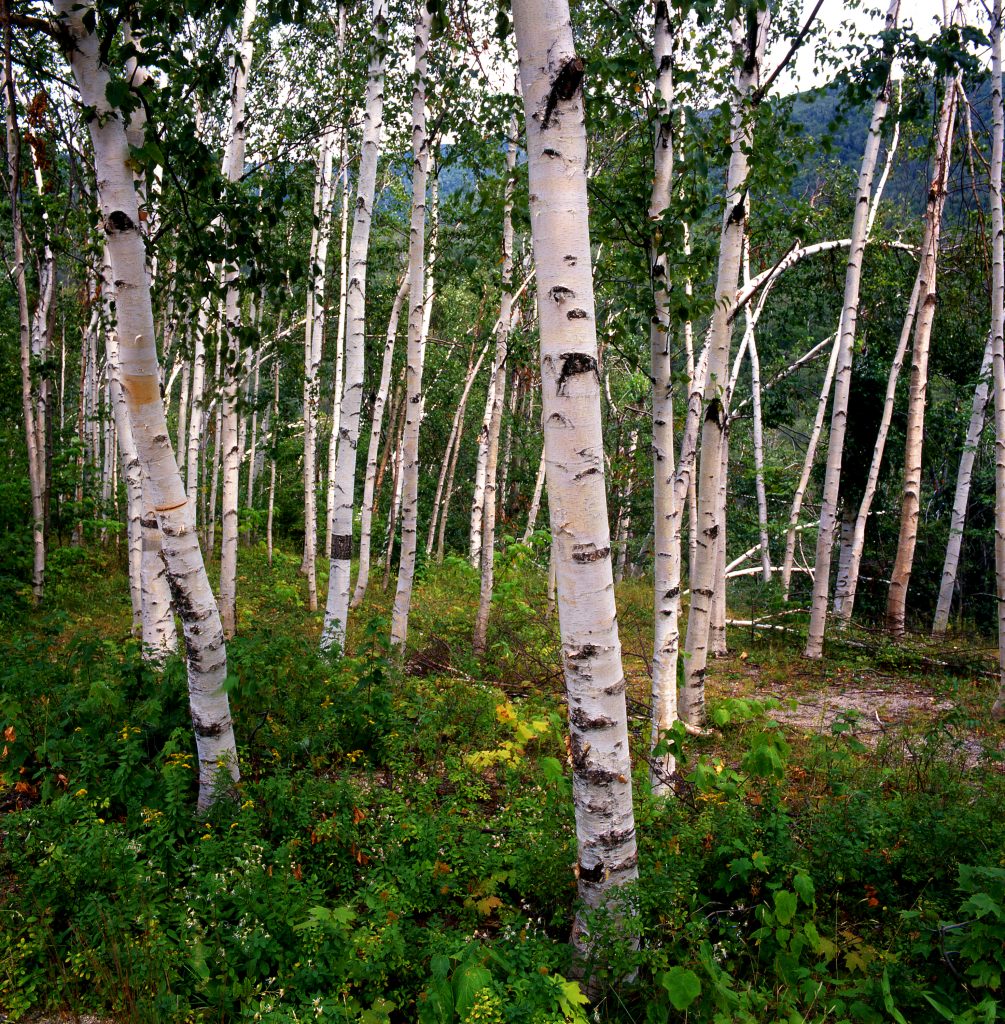 paper-birch-betula-papyrifera-deciduous-trees-cold-stream-farm