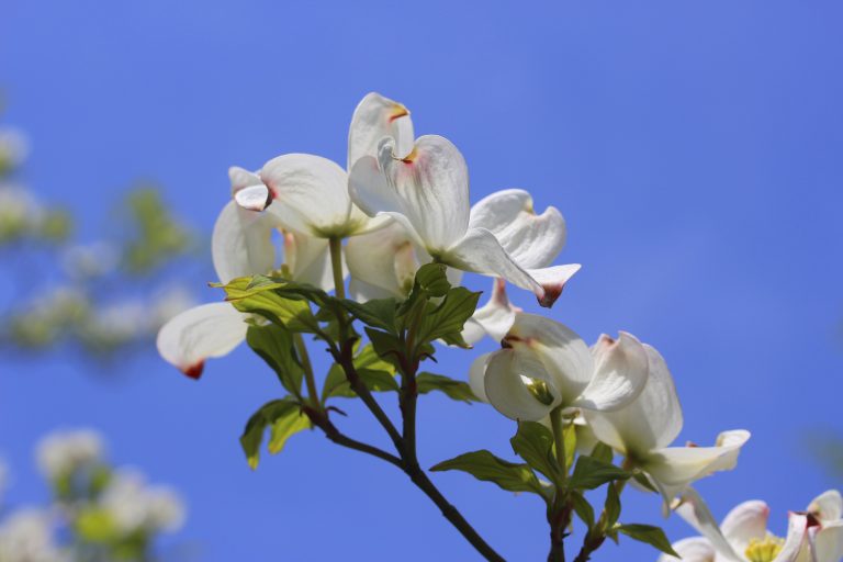 Flowering White Dogwood - Cornus Florida | Shrubs | Cold ...