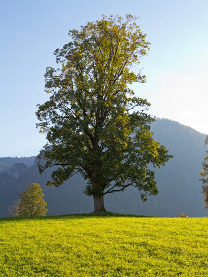 Silver Maple Acer Saccharinum Deciduous Trees Cold Stream Farm 