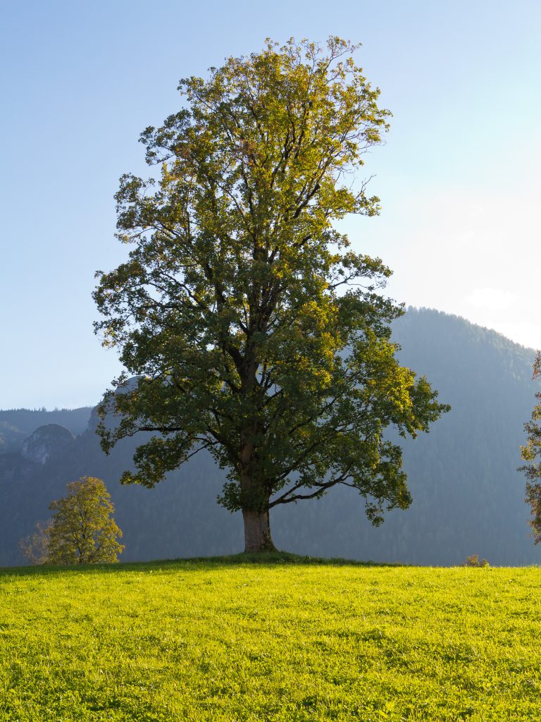 Silver Maple Acer Saccharinum Deciduous Trees Cold Stream Farm   Maple Silver Mature Tree Shape Istock 518855231 768x1024 