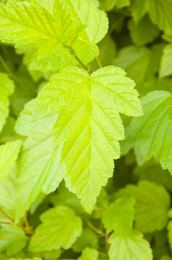 Ninebark - Physocarpus Opulifolius | Deciduous Shrubs | Cold Stream Farm