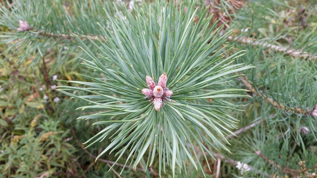 Scotch Pine - Pinus Sylvestris 