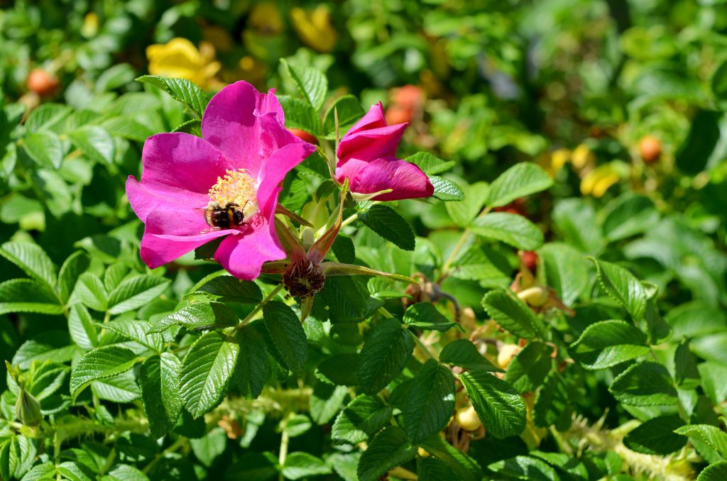 Rosa rugosa фото