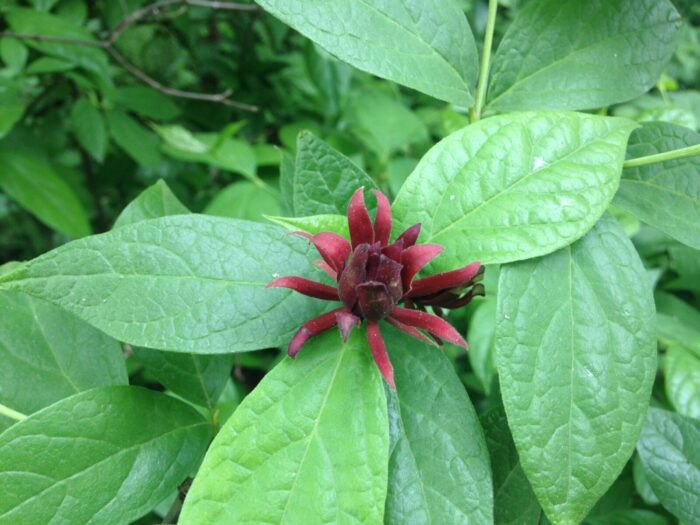 Sweetshrub leaves and blossoms