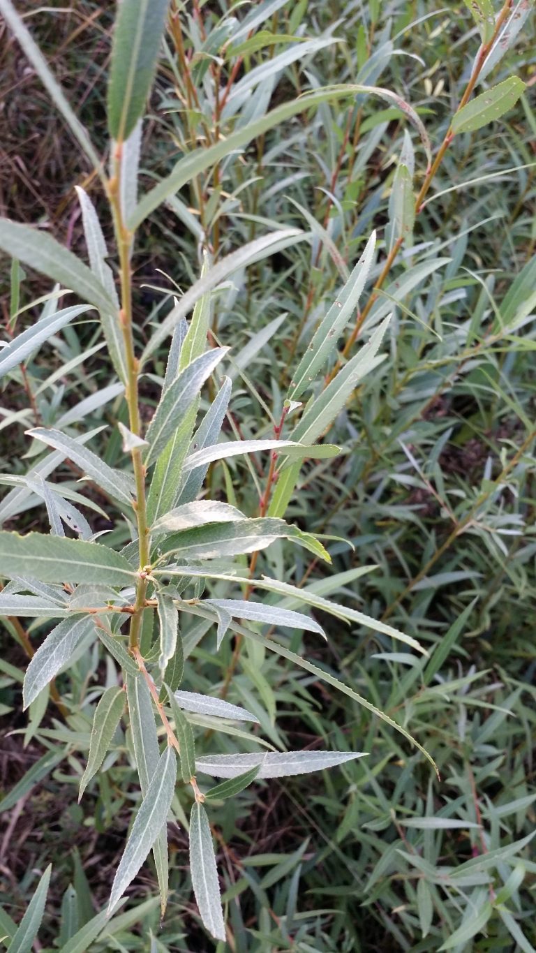 Hybrid Willow Salix Deciduous Trees Cold Stream Farm 