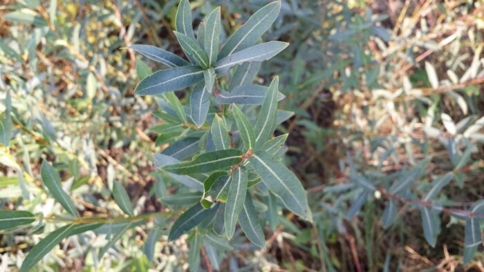 Steamco willow leaves