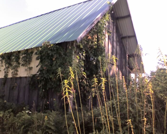 Cold Stream Farm Virginia creeper stock