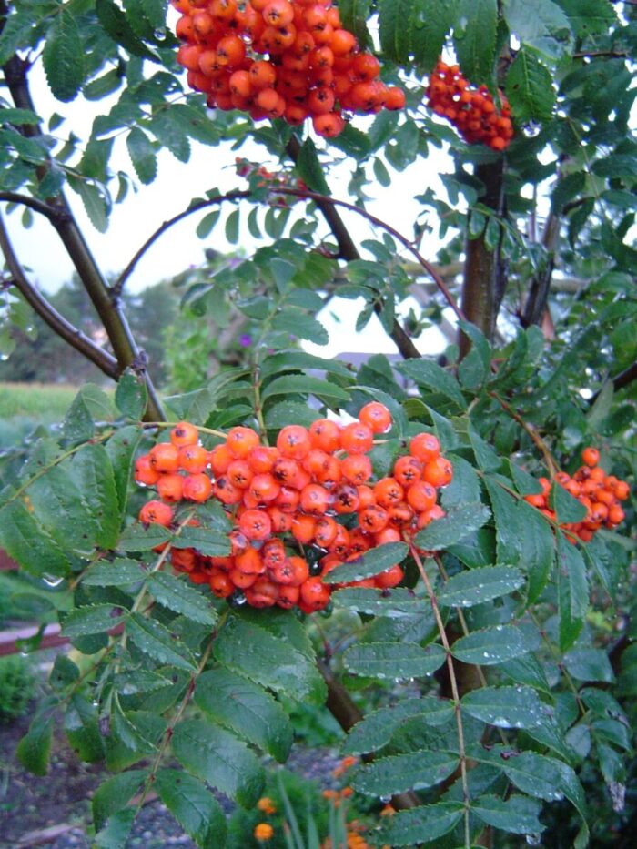 Cold Stream Farm American mountain ash berries