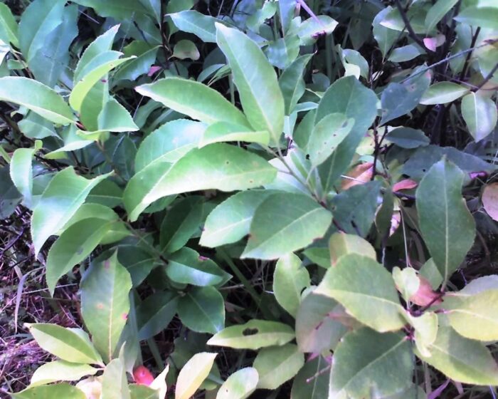 Cold Stream Farm wild black cherry plants