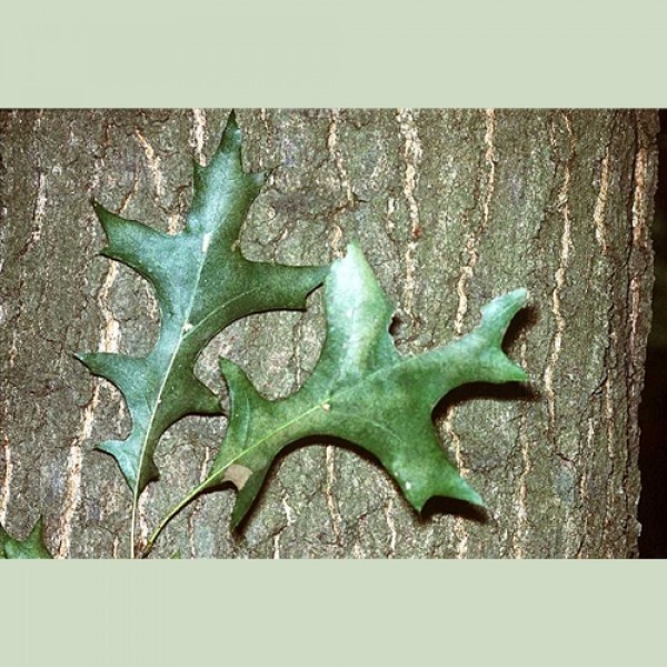 quercus palustris pin oak