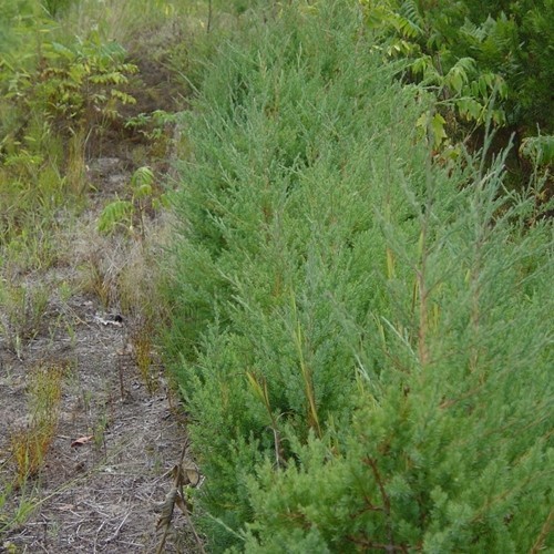 Red Cedar - Juniperus Virginiana, Conifers