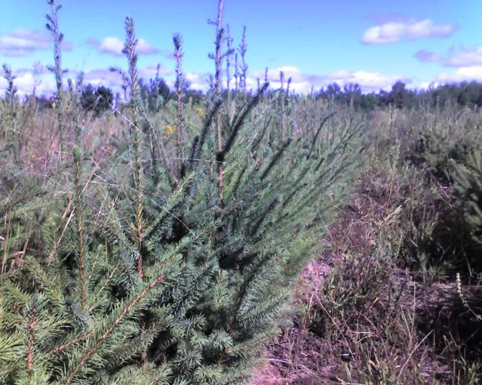 Black spruce transplant Cold Stream Farm